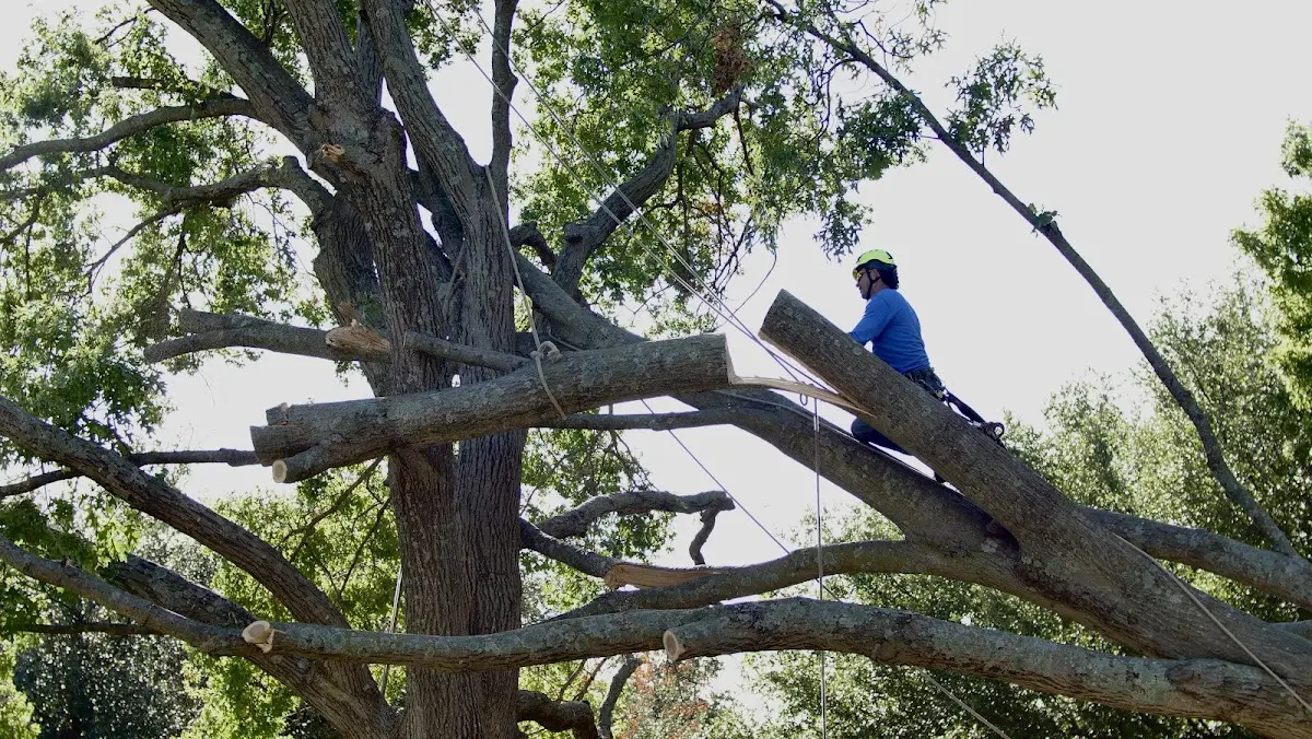 Professional Crown Thinning performed by certified arborists in East Taunton