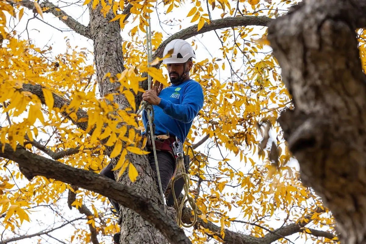 Skilled Tree Planing crew working in East Taunton